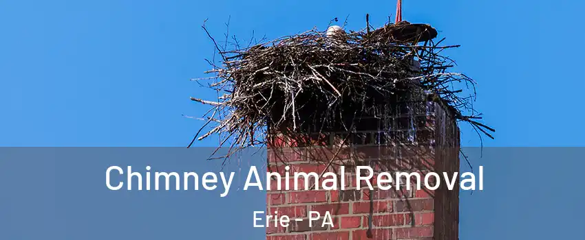  Chimney Animal Removal Erie - PA