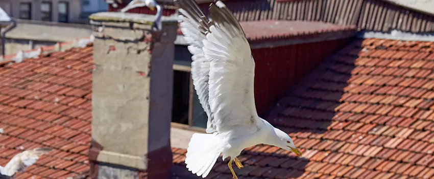 Residential Chimney Animal Removal Solution in Erie, PA