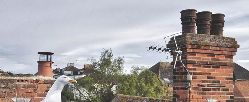 Chimney Cleaning And Restoration in Erie, Pennsylvania
